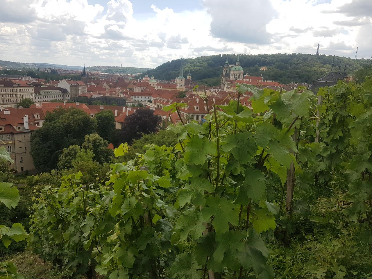 winnice Praga czeska