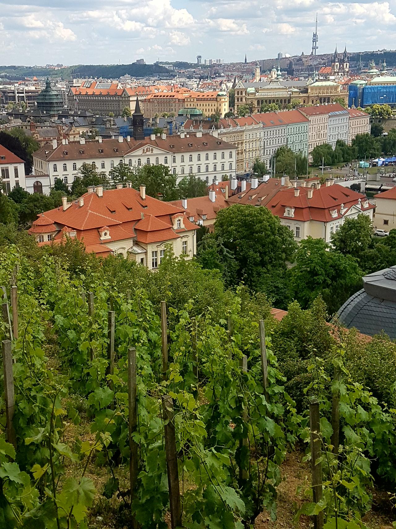 winnice praga czeska